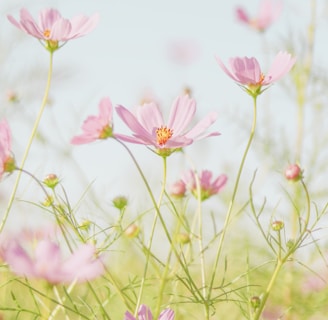 pink flowers in tilt shift lens