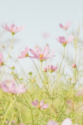 pink flowers in tilt shift lens