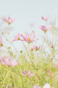 pink flowers in tilt shift lens