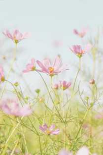 pink flowers in tilt shift lens