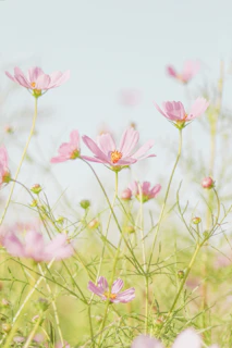 pink flowers in tilt shift lens