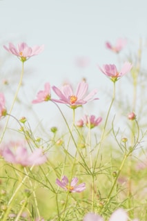 Techniques naturelles accessible en naturopathie - Mylène Adico