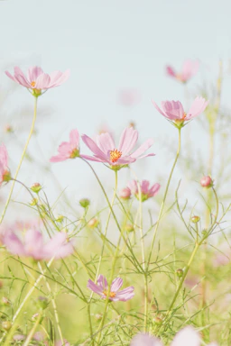pink flowers in tilt shift lens