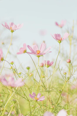 pink flowers in tilt shift lens