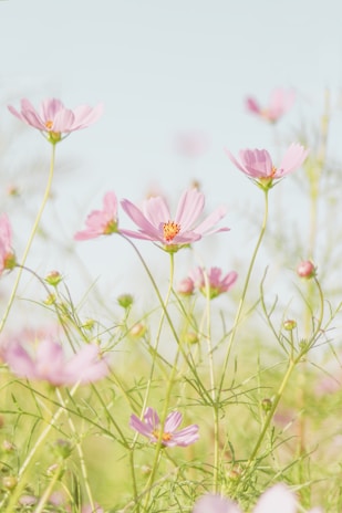 pink flowers in tilt shift lens