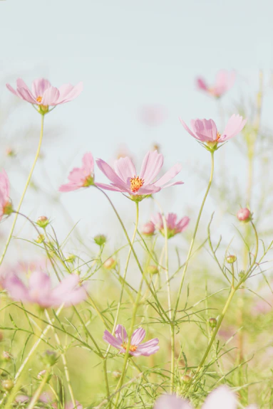 pink flowers in tilt shift lens