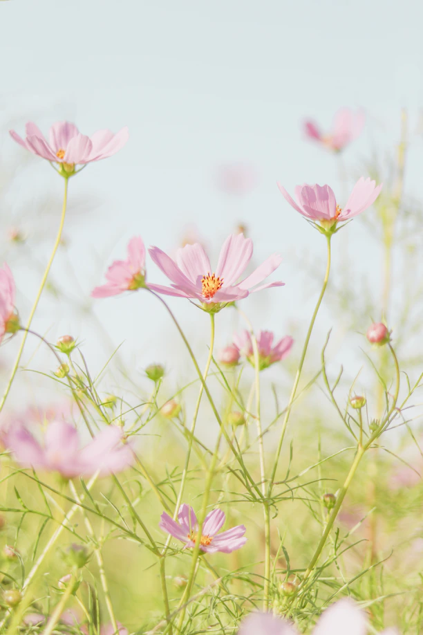 pink flowers in tilt shift lens