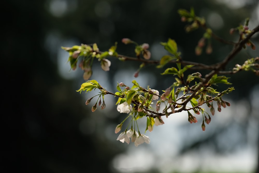 white flowers with green leaves