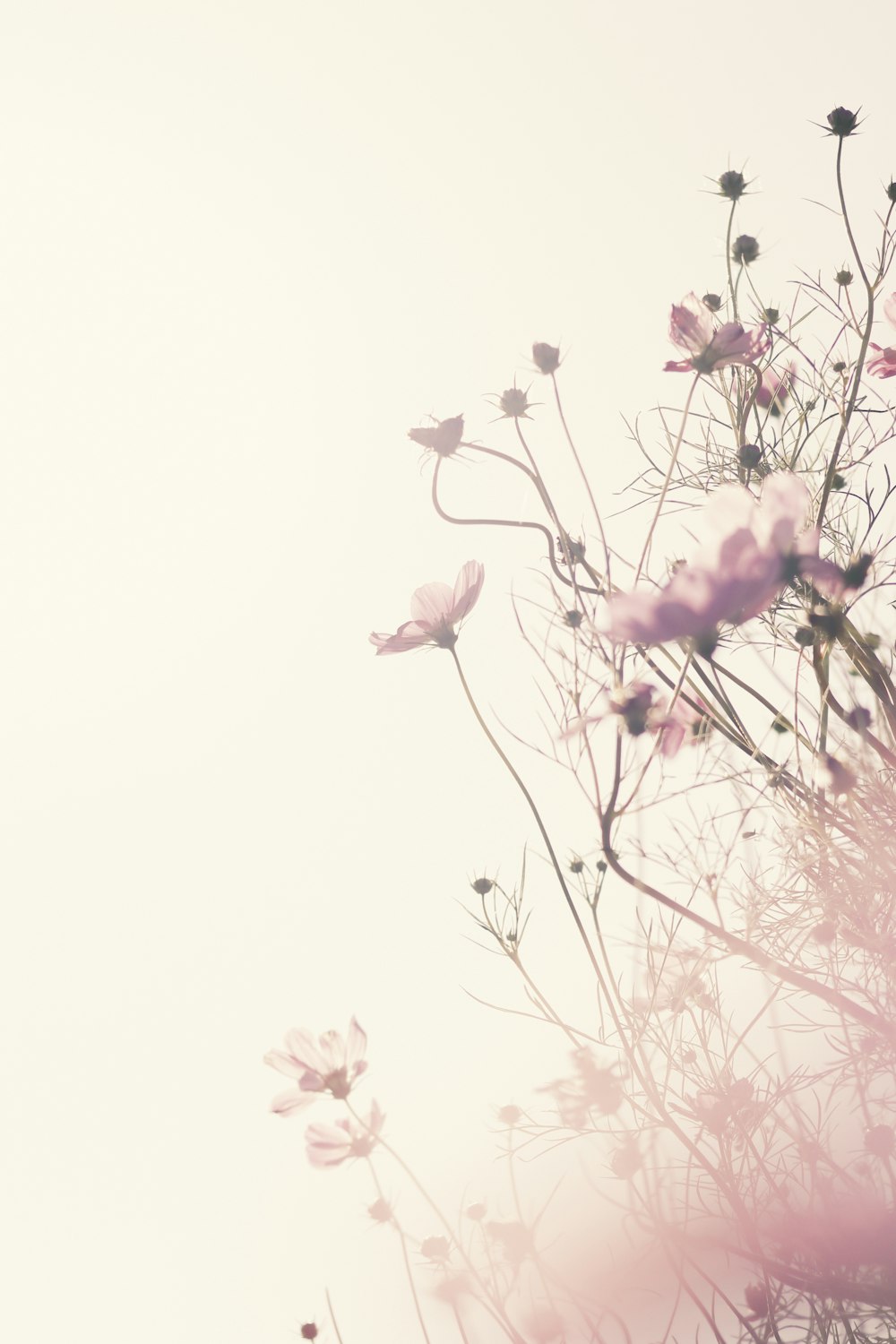 pink flowers with white background