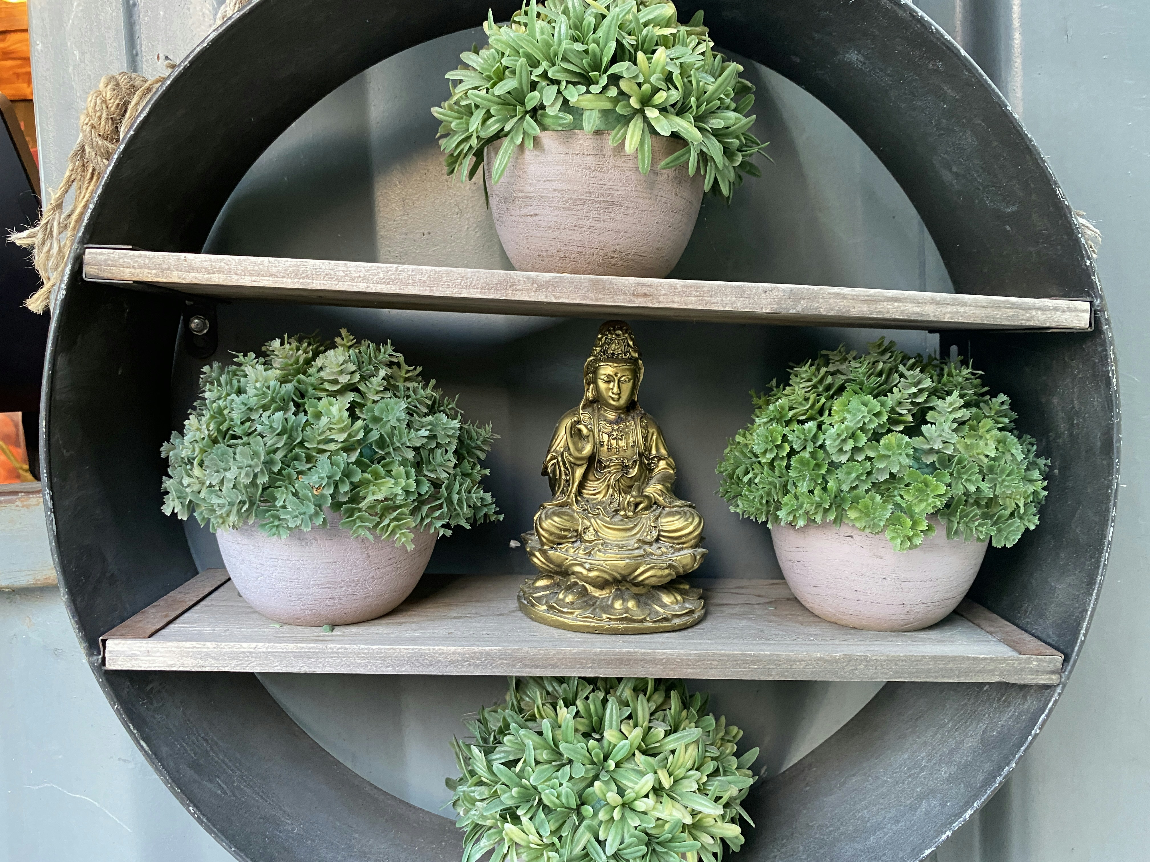 green plant on brown wooden shelf