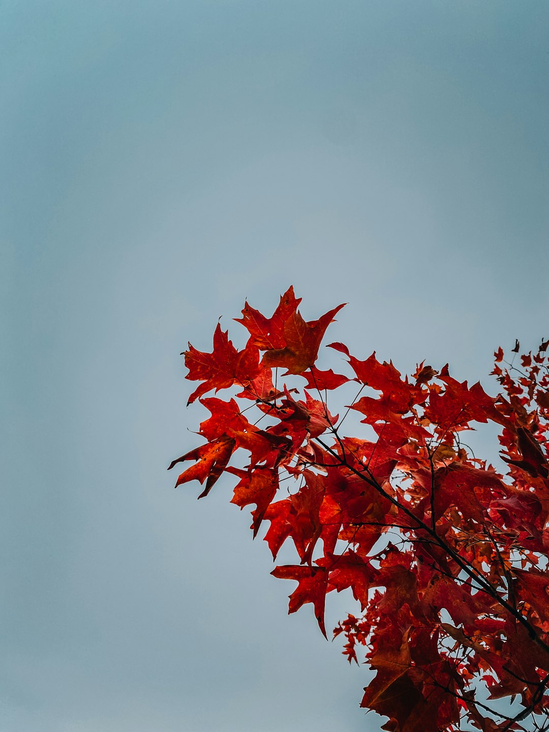 red maple leaves on tree branch