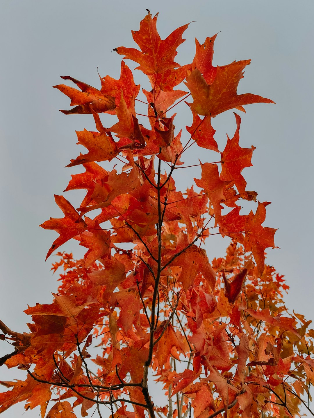 red maple leaves on tree branch