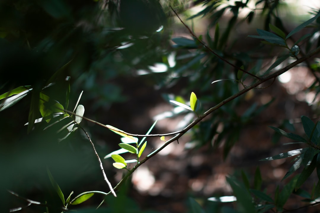 green leaves in tilt shift lens