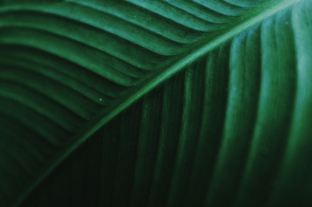 green leaf in close up photography