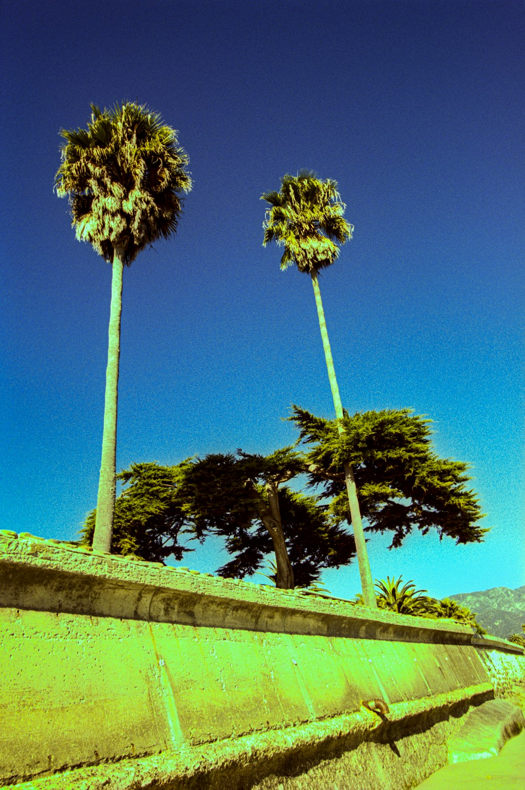 green tree under blue sky during daytime