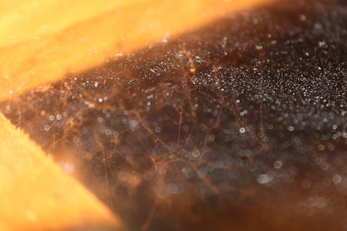 Zoomed-in shot of oil on canvas showing delicate layering and texture under soft light.