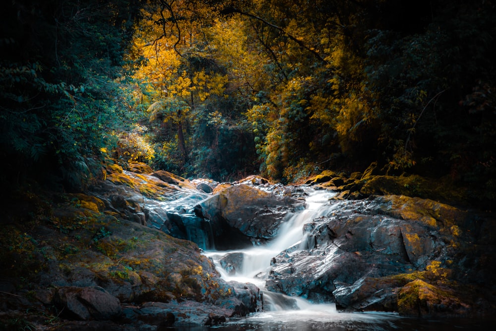 river in the middle of forest