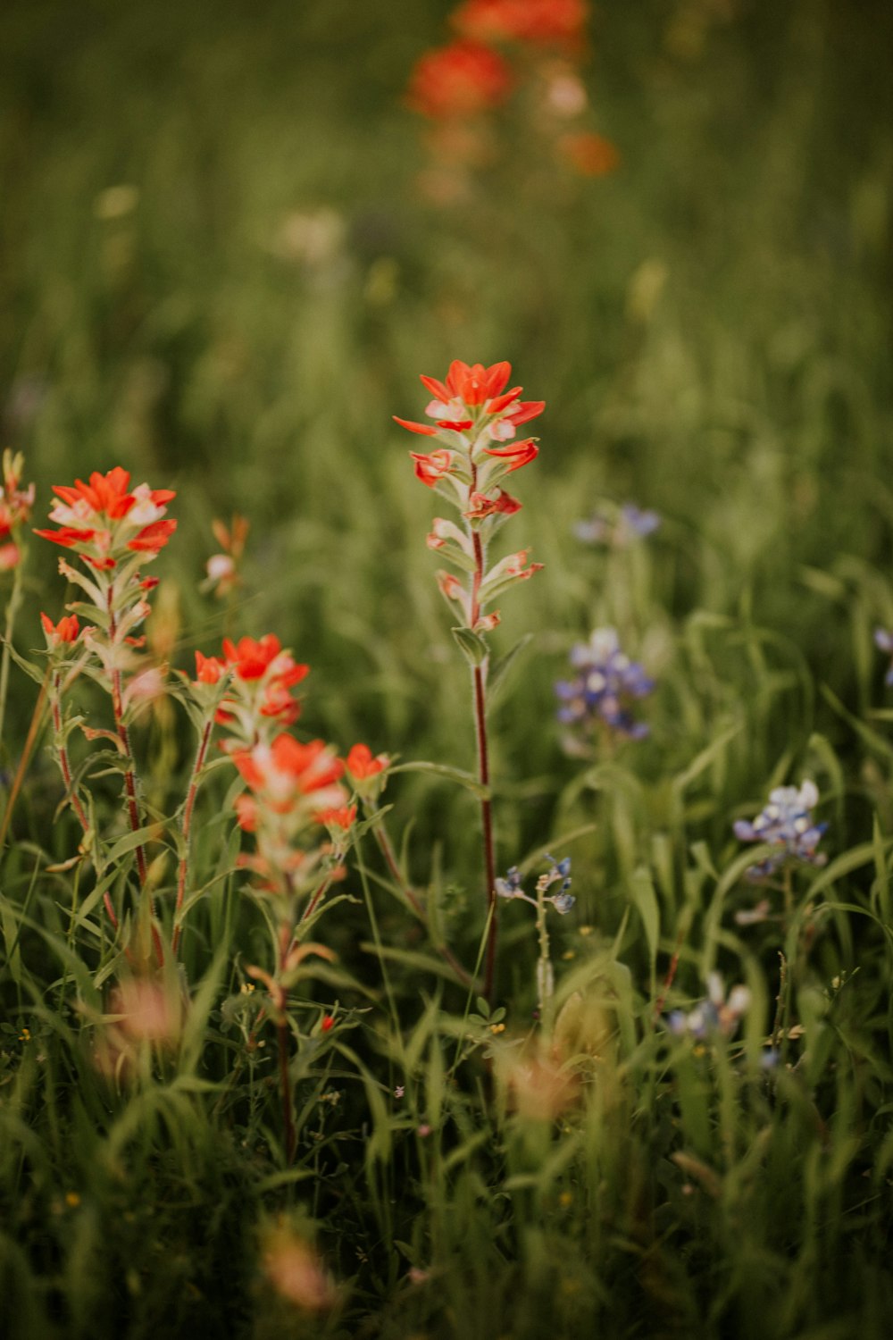 orange flowers on green grass during daytime