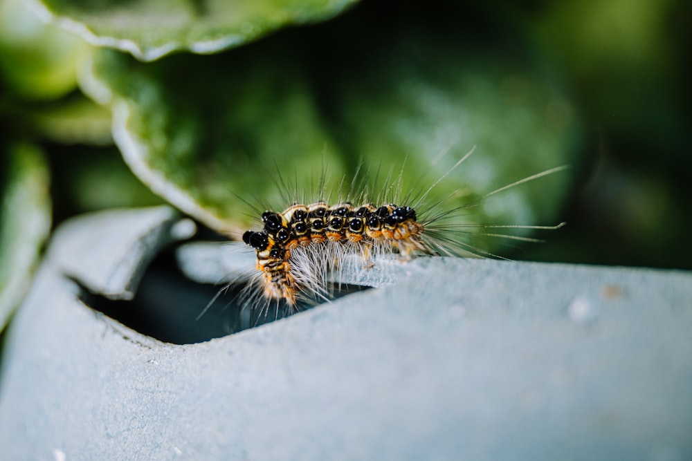 black and yellow caterpillar on gray concrete surface