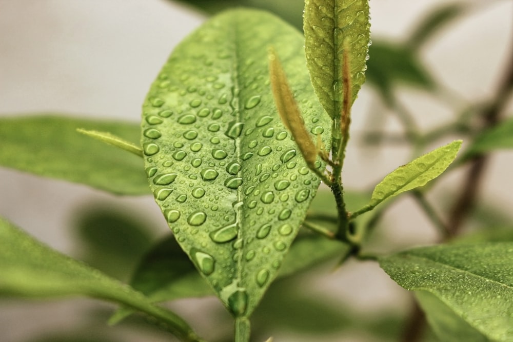 foglia verde con goccioline d'acqua