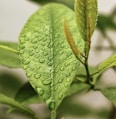 green leaf with water droplets