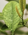 green leaf with water droplets