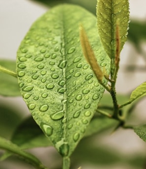 green leaf with water droplets