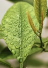 green leaf with water droplets