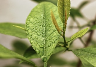 green leaf with water droplets