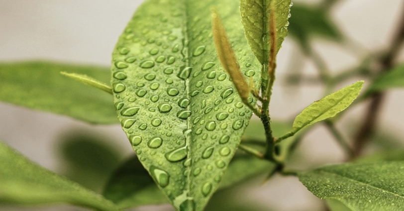 green leaf with water droplets