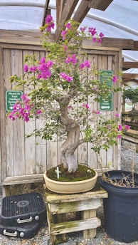 A bonsai tree with vibrant pink flowers is placed on a wooden stand. The tree is in a shallow, circular pot with a moss base. Surrounding the tree and pot are various wooden and metal objects. Two green signs are visible, suggesting the setting is likely a nursery or greenhouse with a wooden structure supporting the roof.