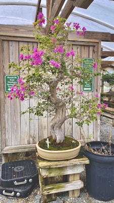 A bonsai tree with vibrant pink flowers is placed on a wooden stand. The tree is in a shallow, circular pot with a moss base. Surrounding the tree and pot are various wooden and metal objects. Two green signs are visible, suggesting the setting is likely a nursery or greenhouse with a wooden structure supporting the roof.