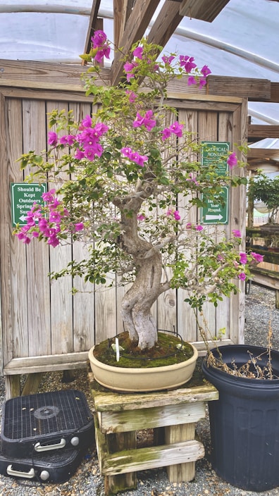 A bonsai tree with vibrant pink flowers is placed on a wooden stand. The tree is in a shallow, circular pot with a moss base. Surrounding the tree and pot are various wooden and metal objects. Two green signs are visible, suggesting the setting is likely a nursery or greenhouse with a wooden structure supporting the roof.