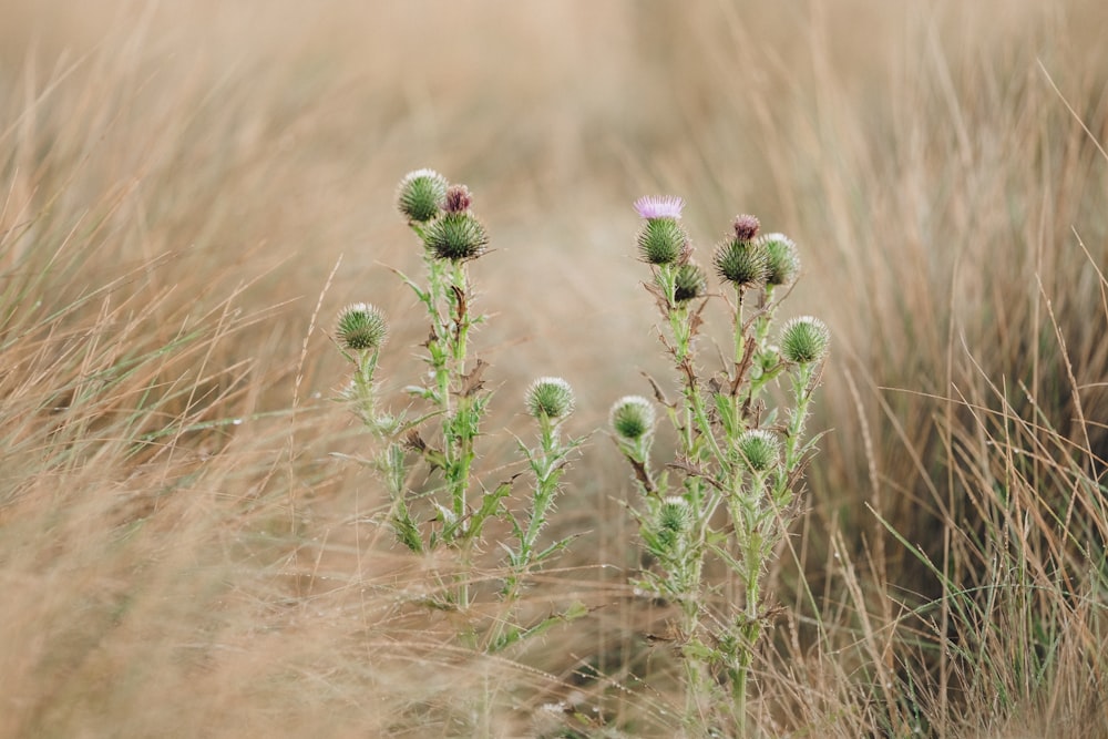 red and green flower buds