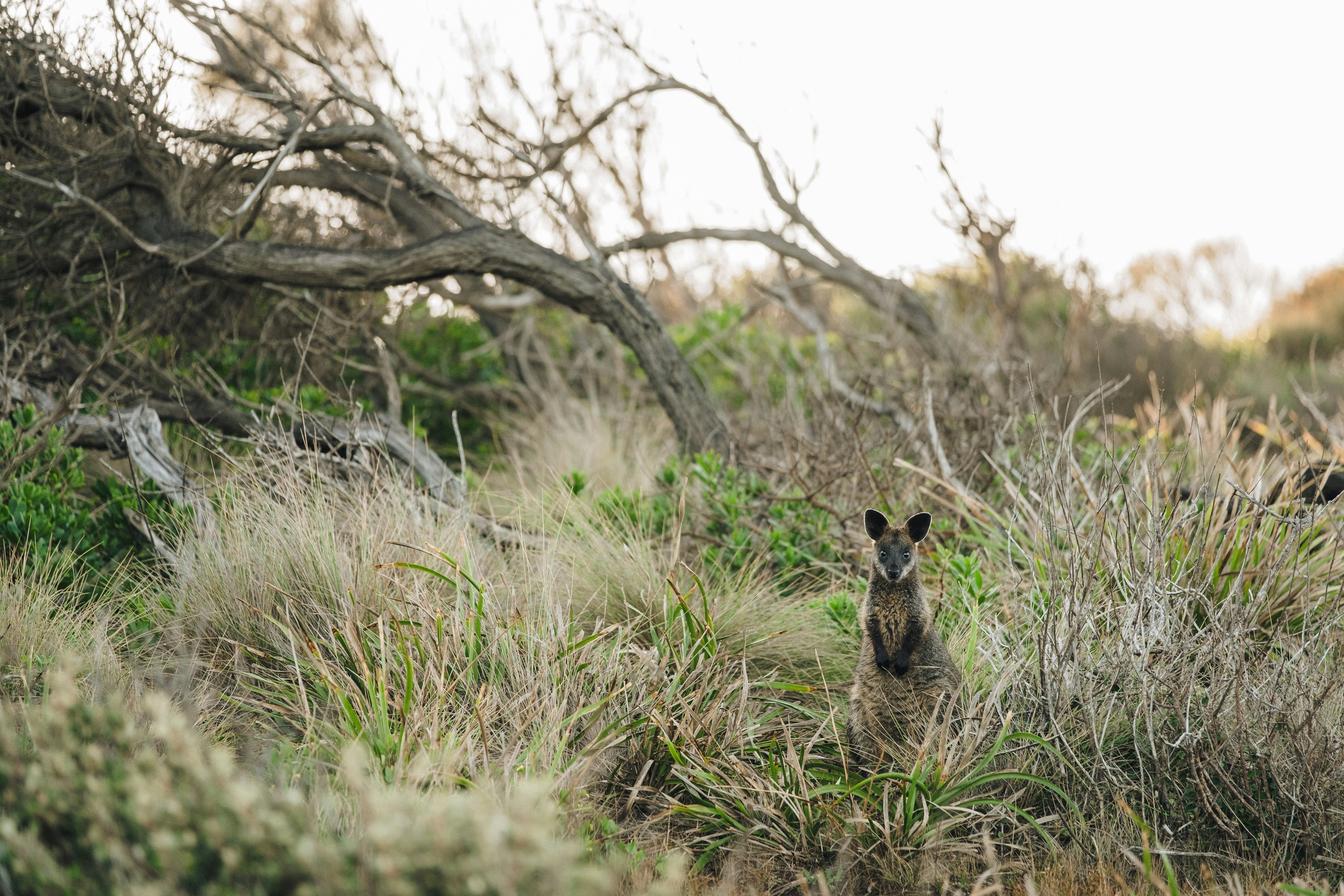 cloudflare workers + faunaDB 시작하기