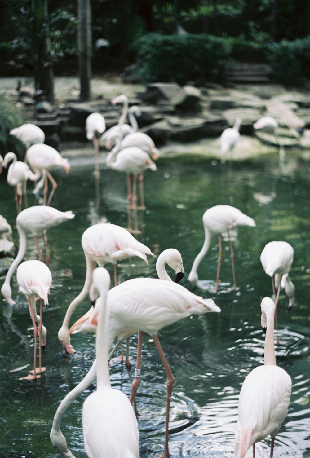 white flamingos on water during daytime