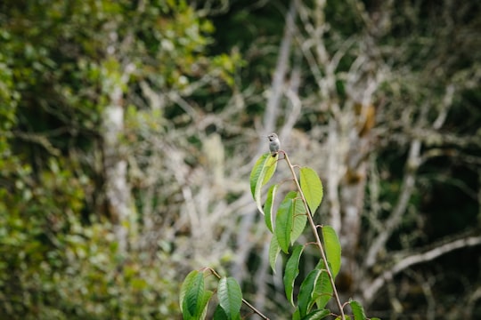 green plant with water droplets in Cumberland Canada