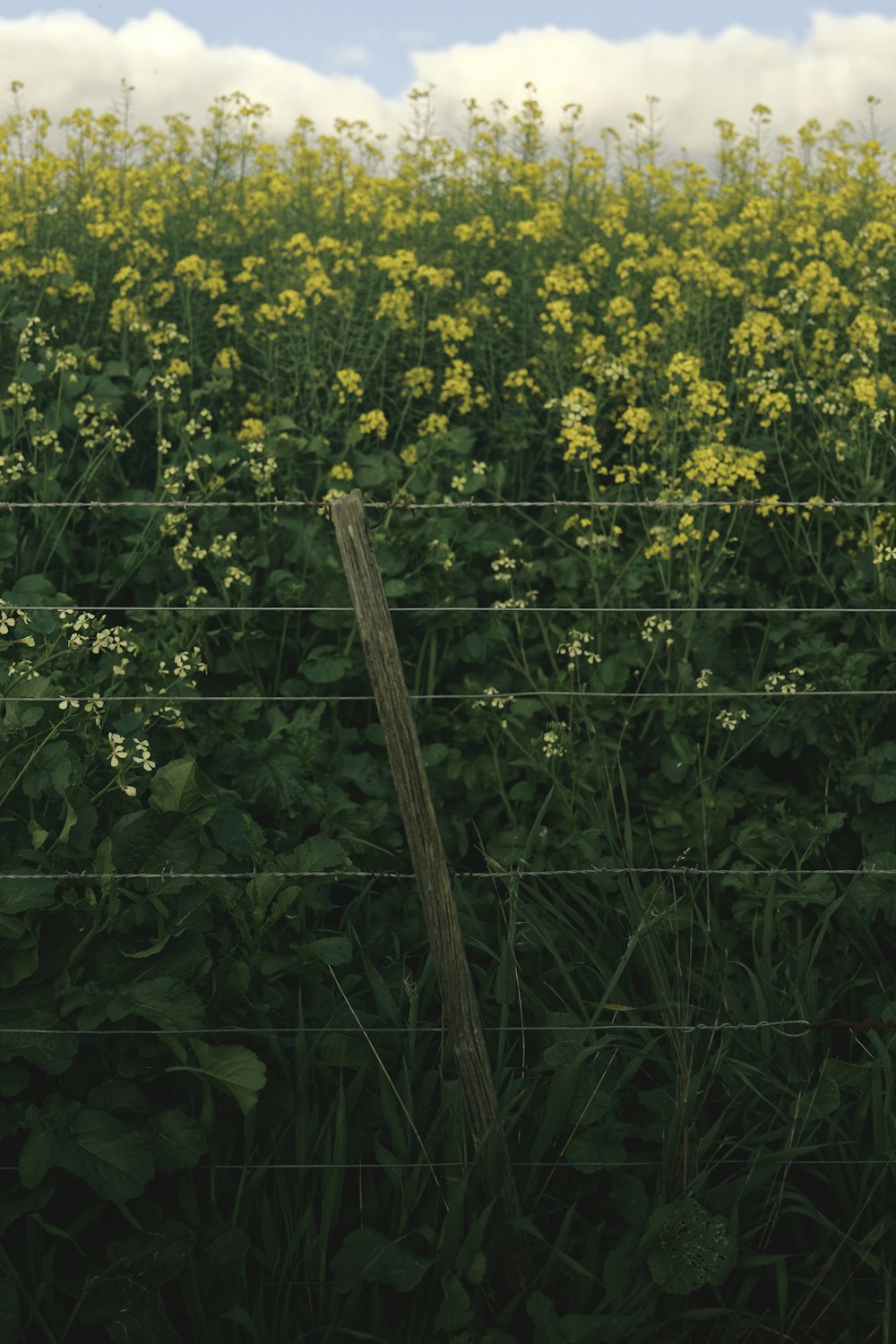 yellow flower field during daytime