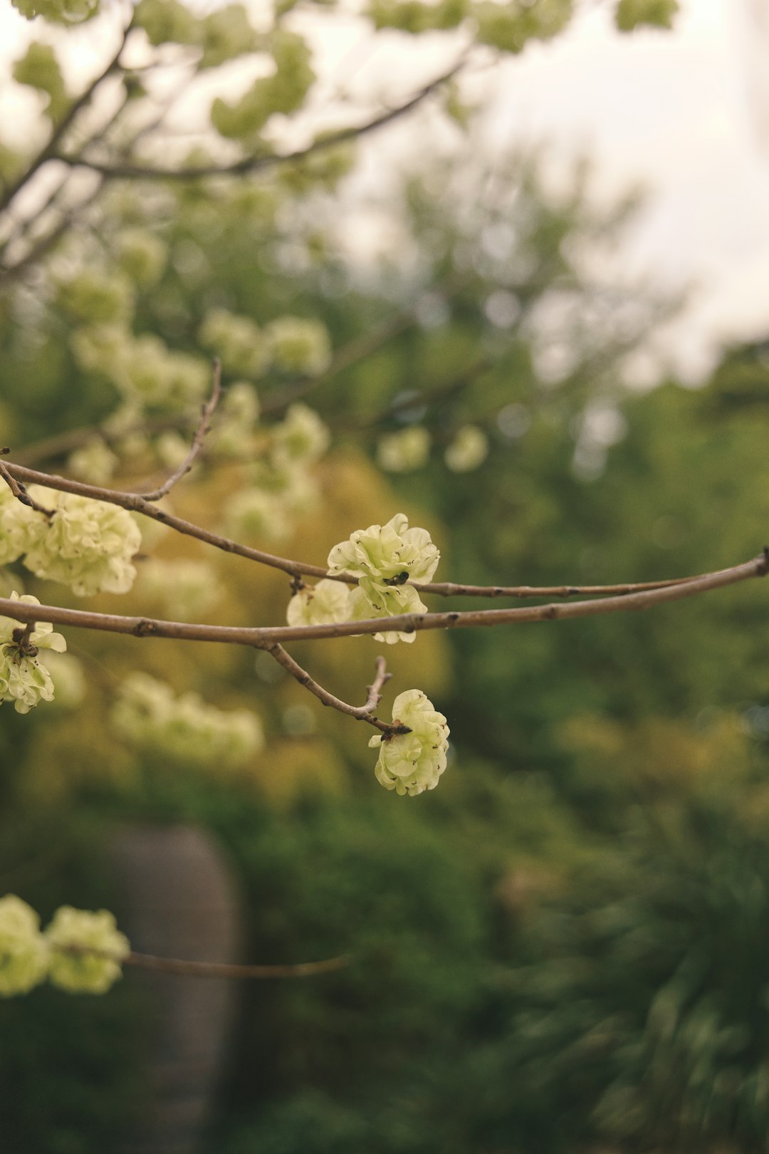 green flower buds on brown branch during daytime