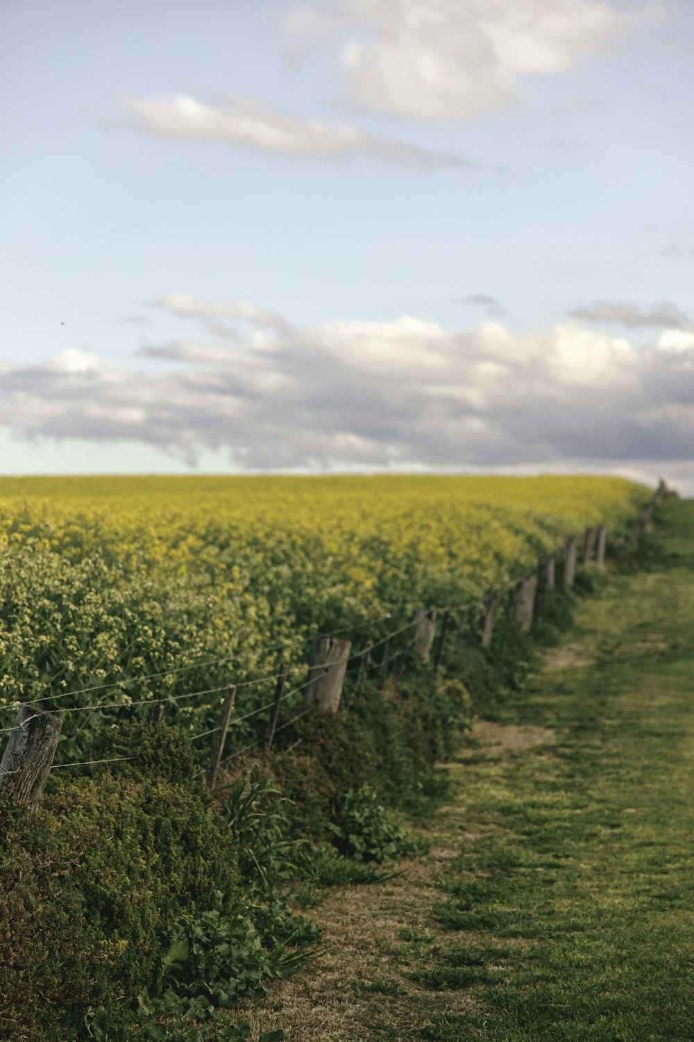 yellow flower field during daytime