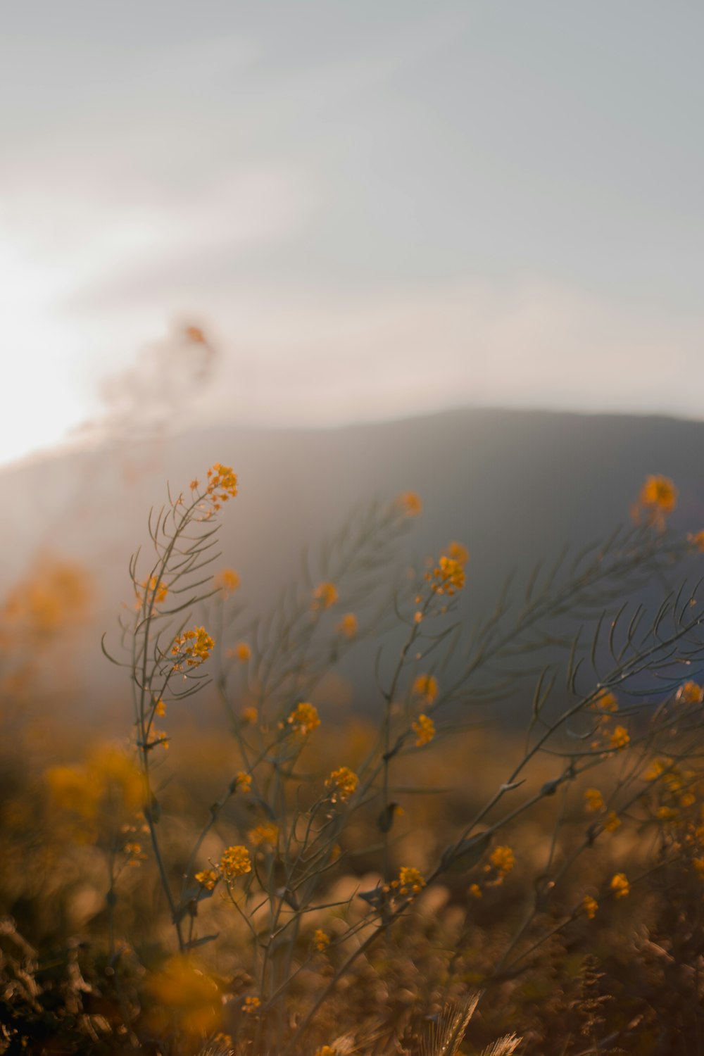 champ de fleurs jaunes pendant la journée