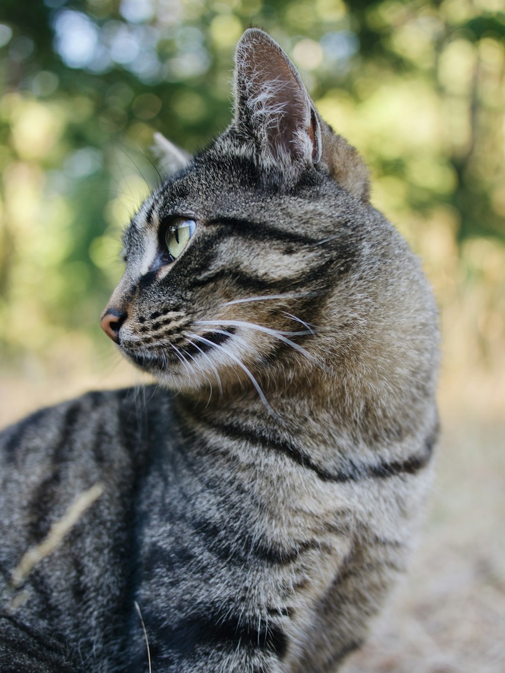 brown tabby cat on brown textile