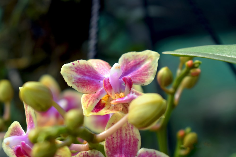 pink and white moth orchids in bloom during daytime