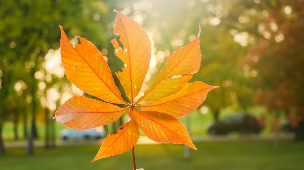 yellow and green leaves during daytime