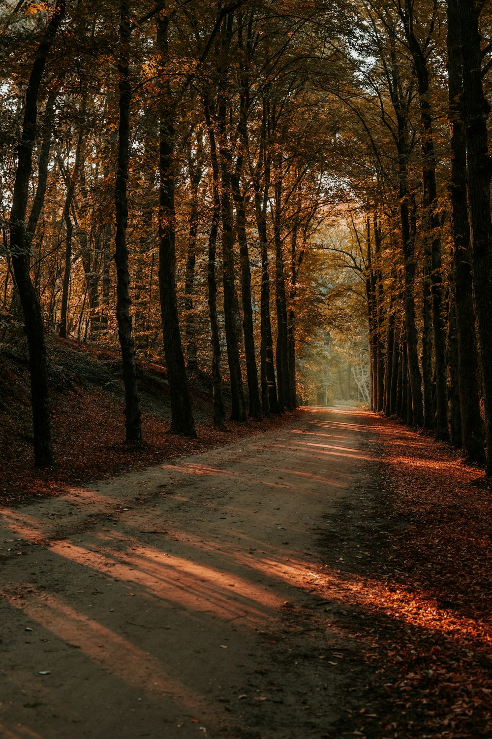 brown pathway between trees during daytime