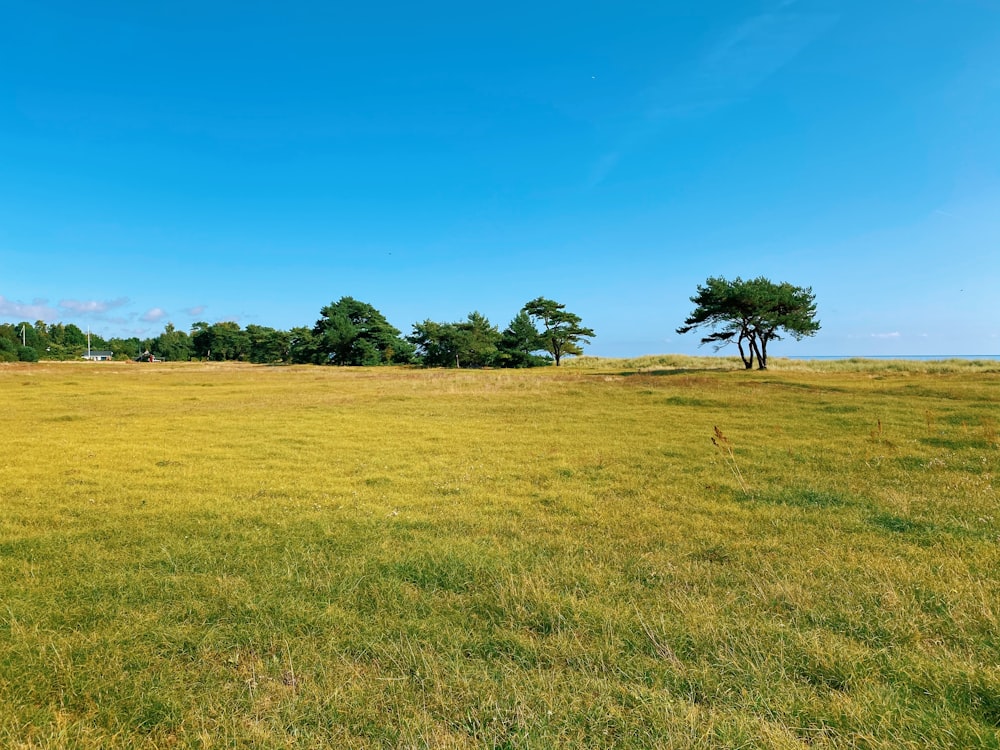 green grass field with trees under blue sky during daytime