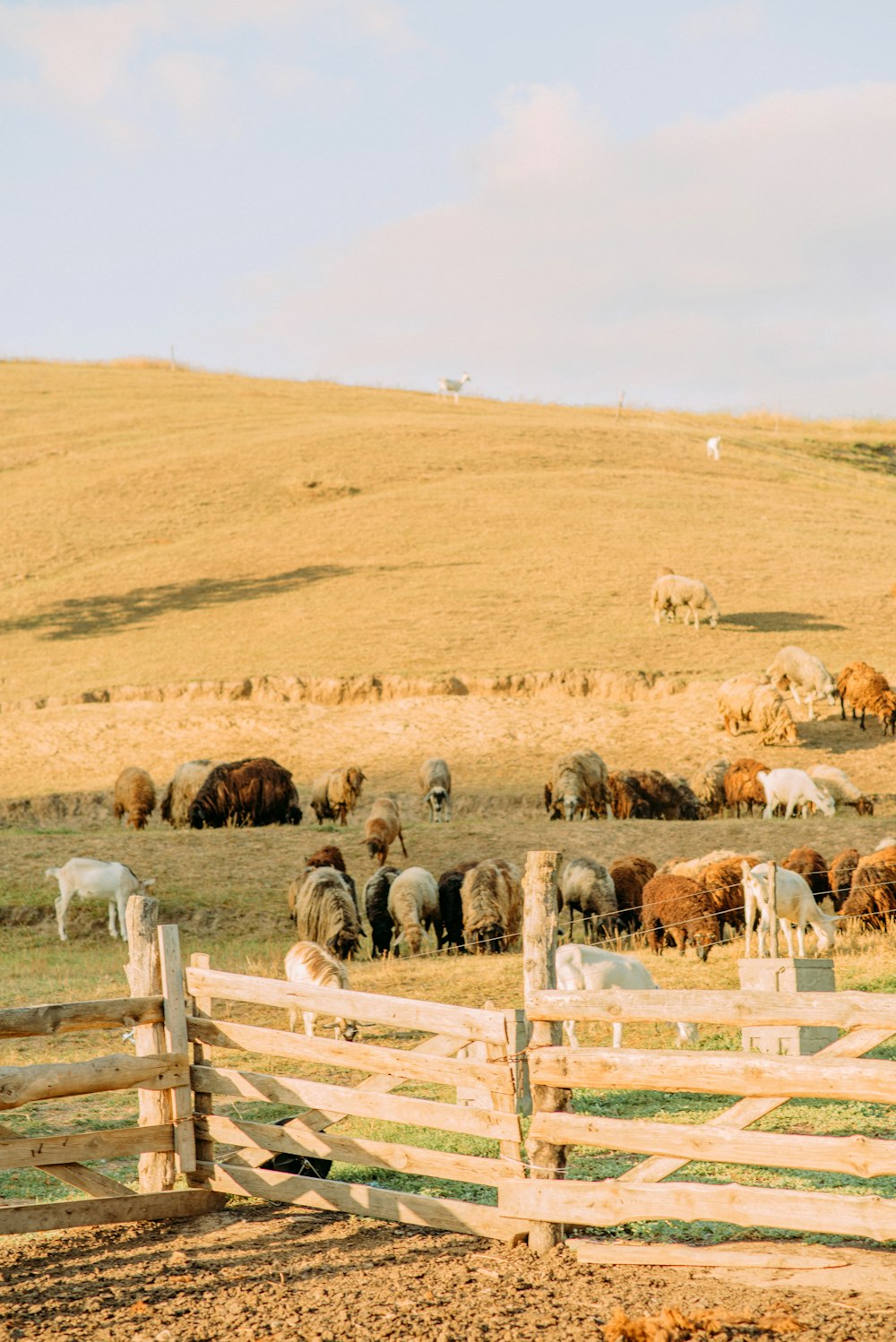 herd of sheep on brown grass field during daytime