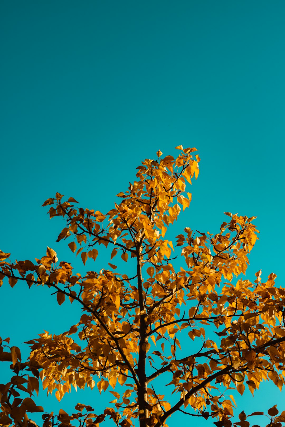 brown leaves on brown tree branch under blue sky during daytime