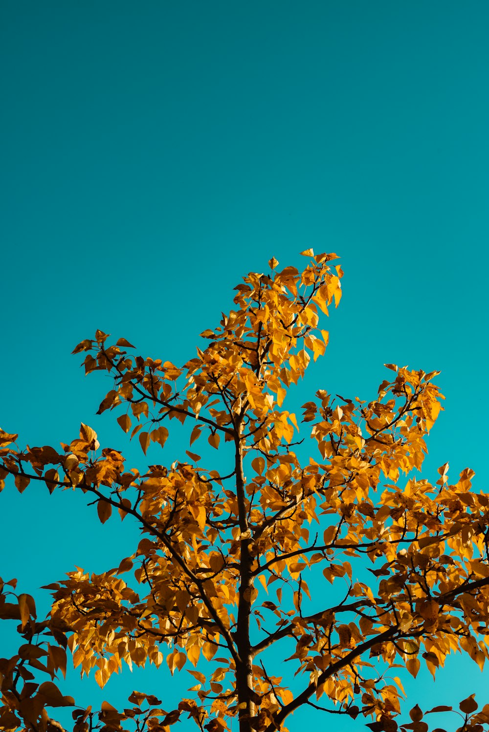 brown leaves on brown tree branch under blue sky during daytime