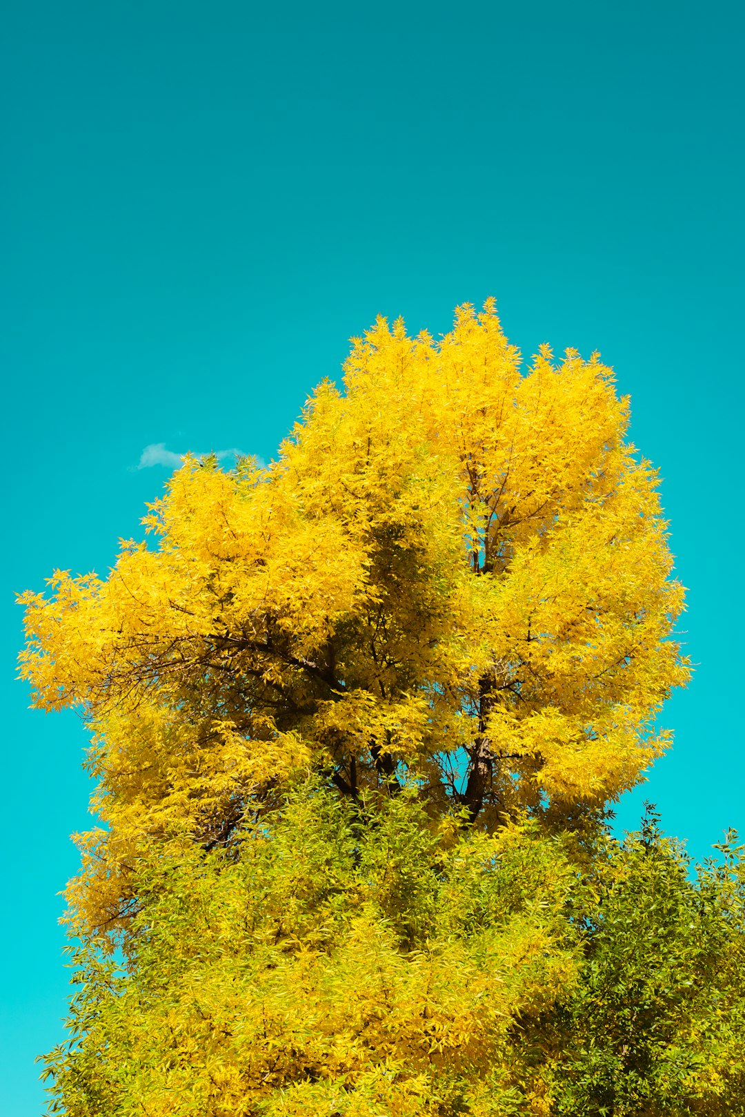 yellow and green leaf tree under blue sky during daytime